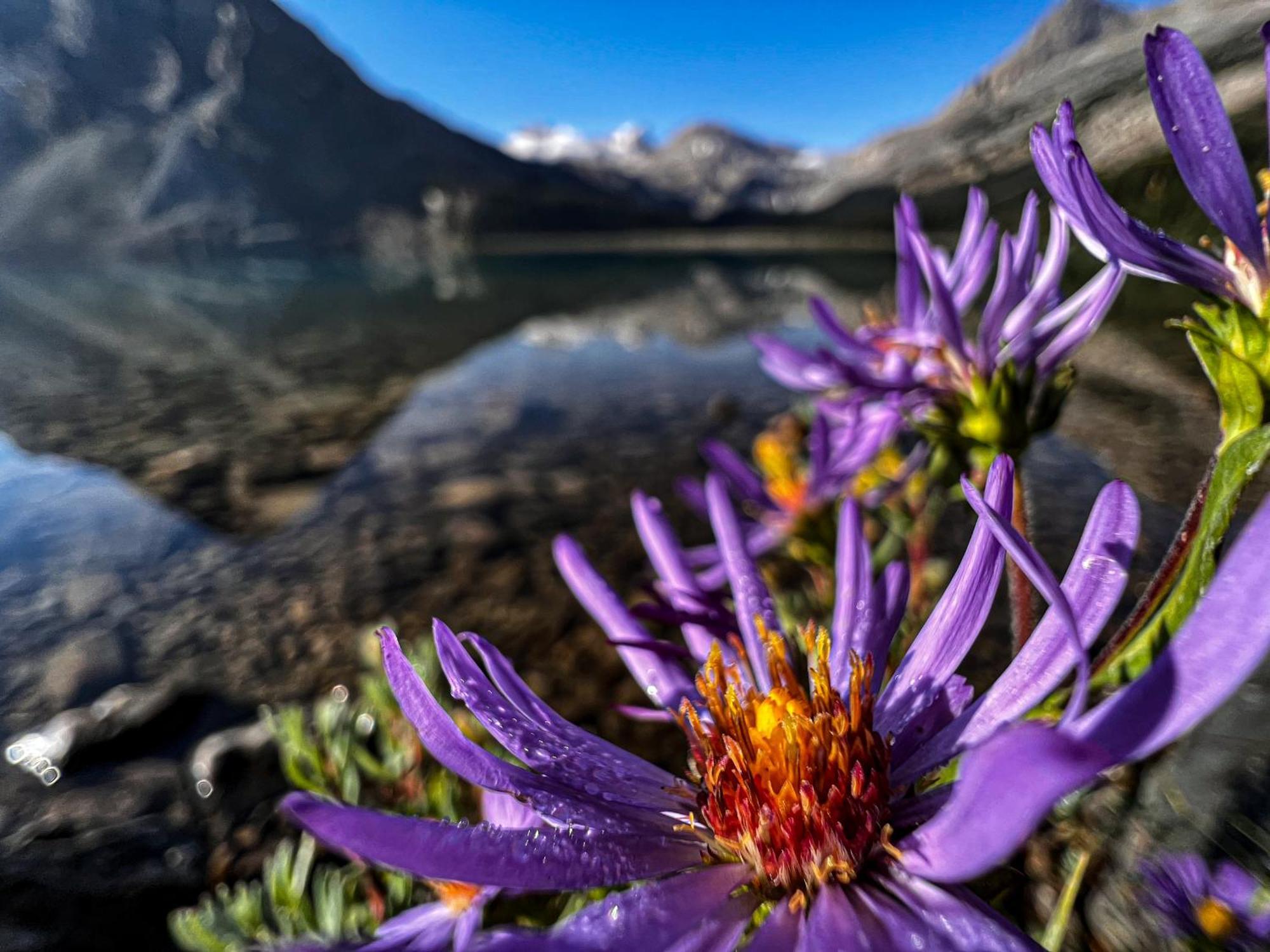 The Lodge At Bow Lake Лейк-Луиз Экстерьер фото