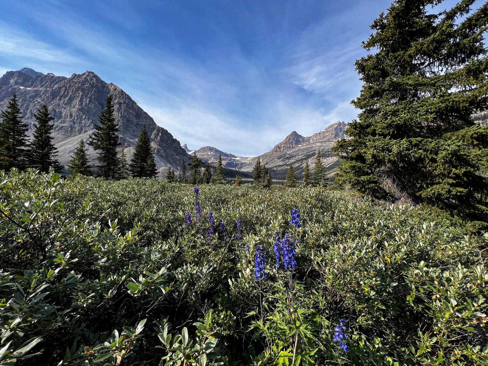 The Lodge At Bow Lake Лейк-Луиз Экстерьер фото